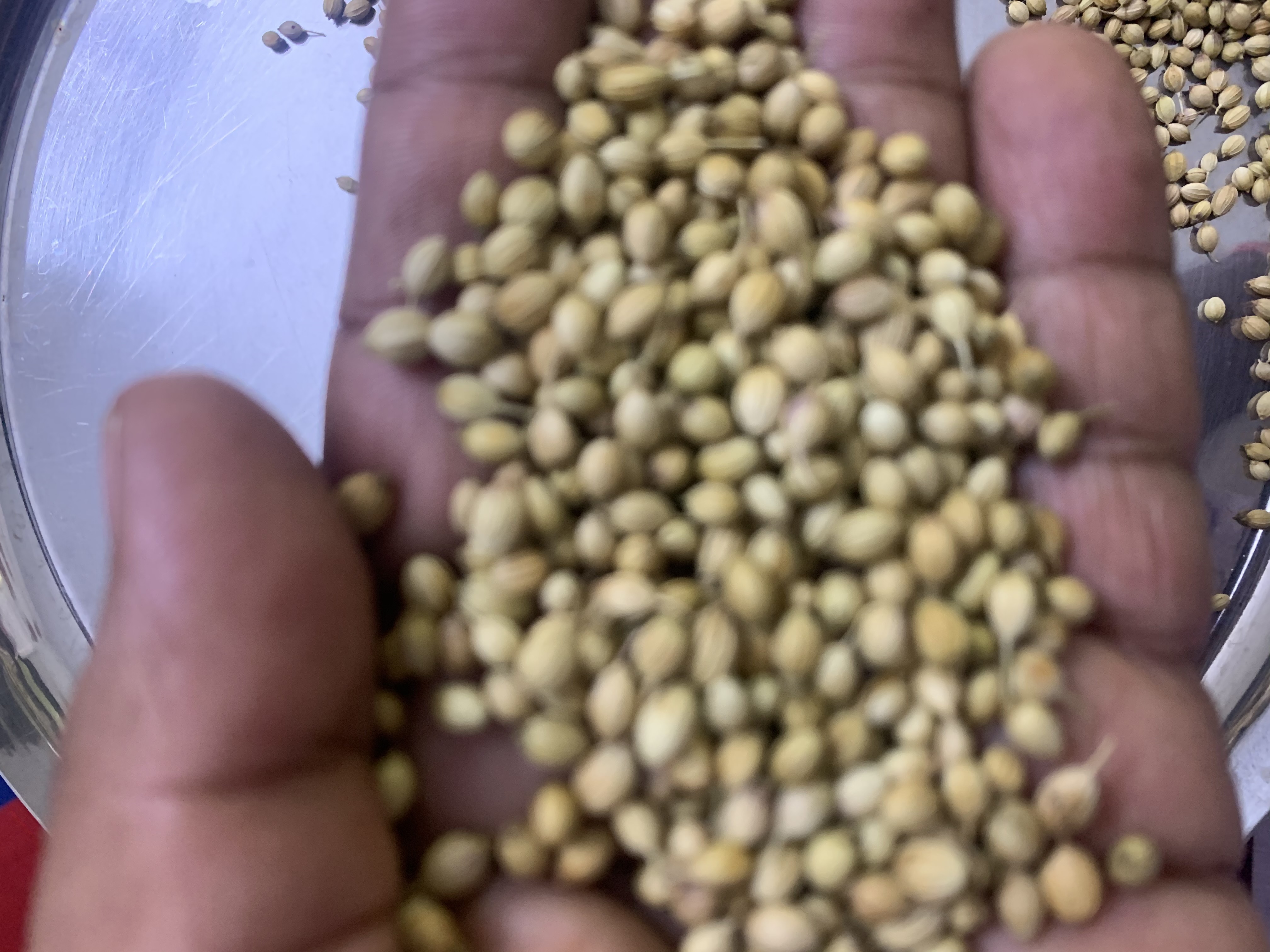 Premium Quality coriander seeds  from India