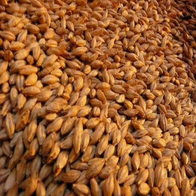 Indian Best Quality For Animal Feed Barley / Poultry Feed For Wholesales Price 50kg Bag