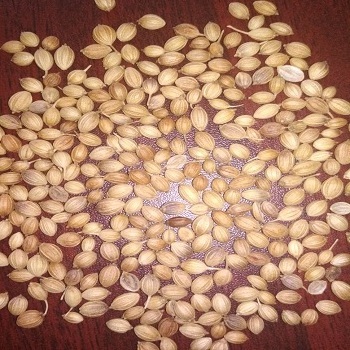 Premium Quality coriander seeds  from India