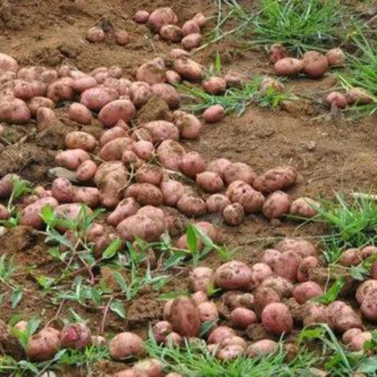 2024 Red A Grade Lady Rosetta Potato High Quality Fresh Red Potato From India In Cheap cost Price