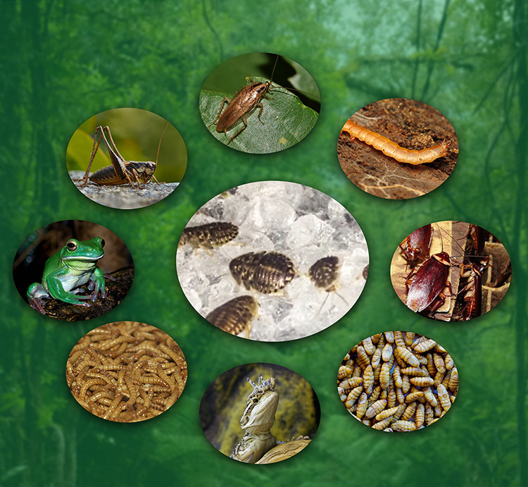 insect feeder bee Insect Water Gel Crickets Toaches Mealworms Superworms Insect Feeder Super Absorbent Polymer