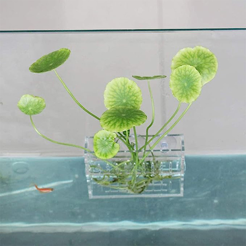 Acrylic Fish Tank Water Plants Aquarium Planting Cup Water Grass Holder Acrylic Aquarium Fish Tank Plants Pot with Suction Cup