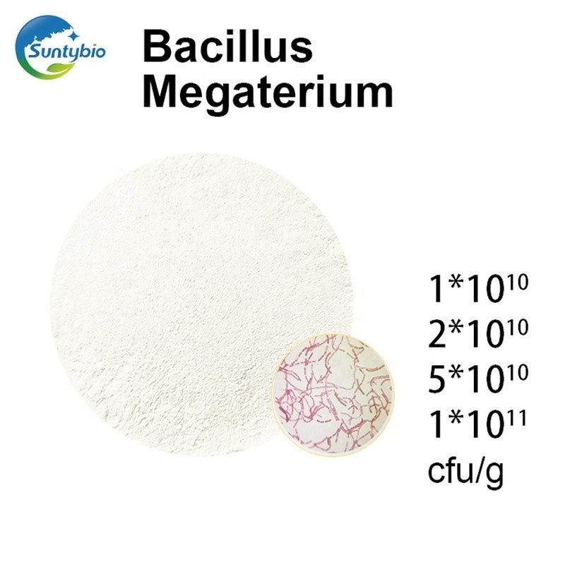 2024 Probiotics Bacillus megatherium Bio/Natural/Agriculture Fertilizer/Soil Conditioner China supplier