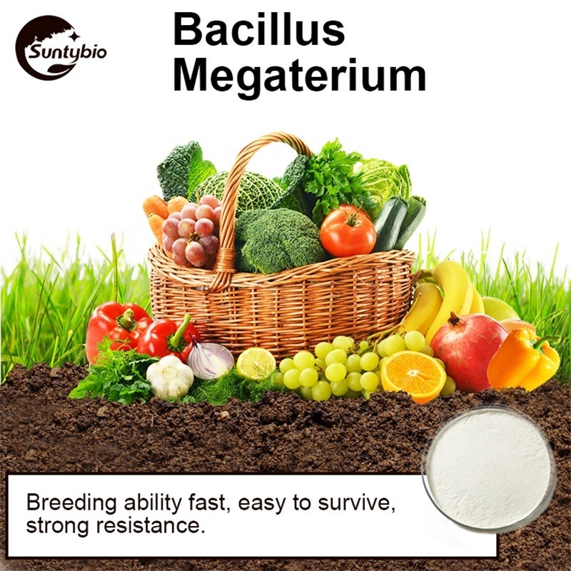 2024 Probiotics Bacillus megatherium Bio/Natural/Agriculture Fertilizer/Soil Conditioner China supplier