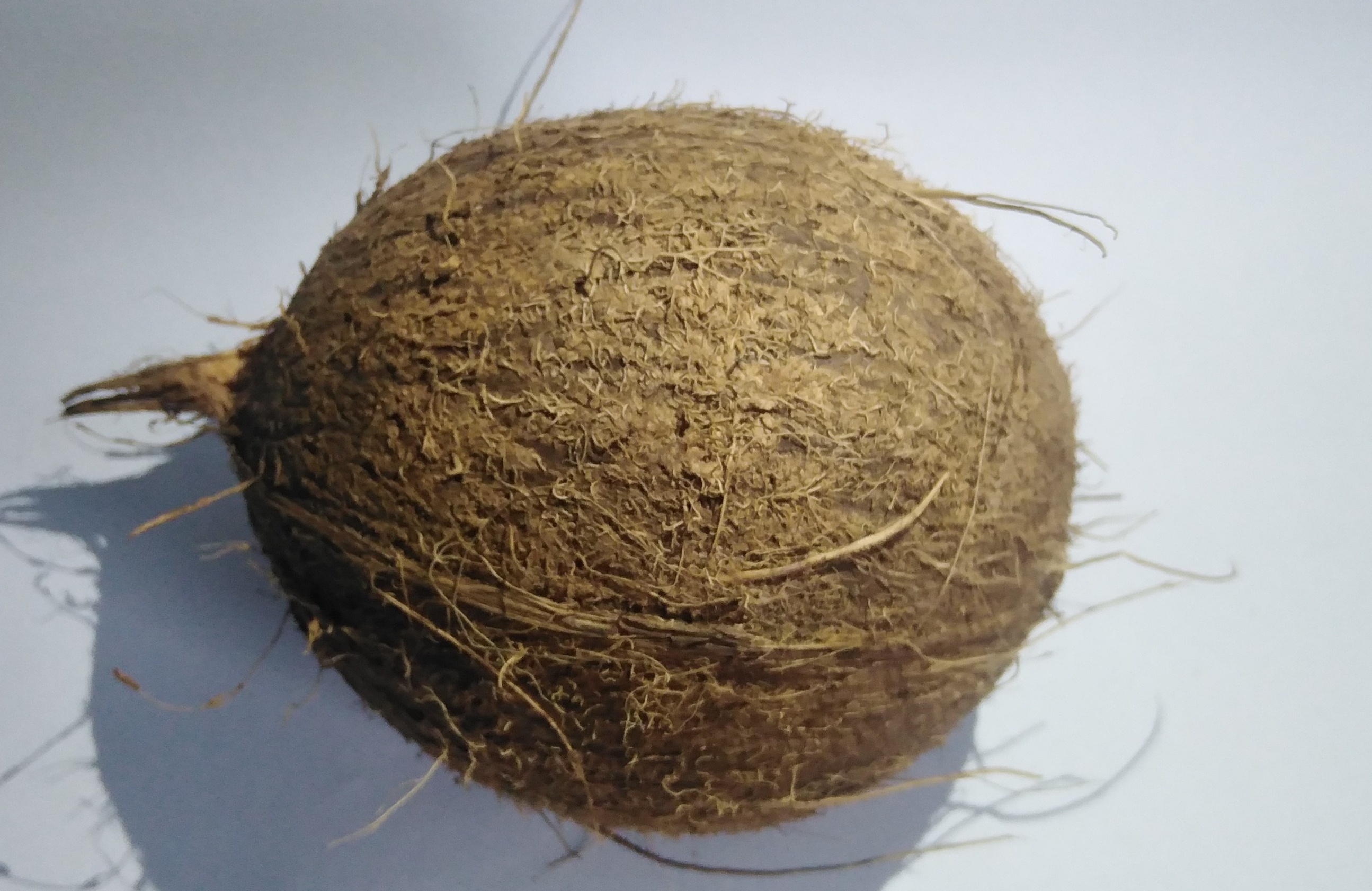 Wholesale Fresh Semi Husked Matured Organic Coconut,Semi Husked Coconuts Suppliers From Ghana, Reliable Supply