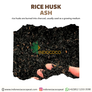 Rice Husk Rice Husk Ash Rice Husk Charcoal Indonesia Indococo Supplier and Manufacturer Export Quality