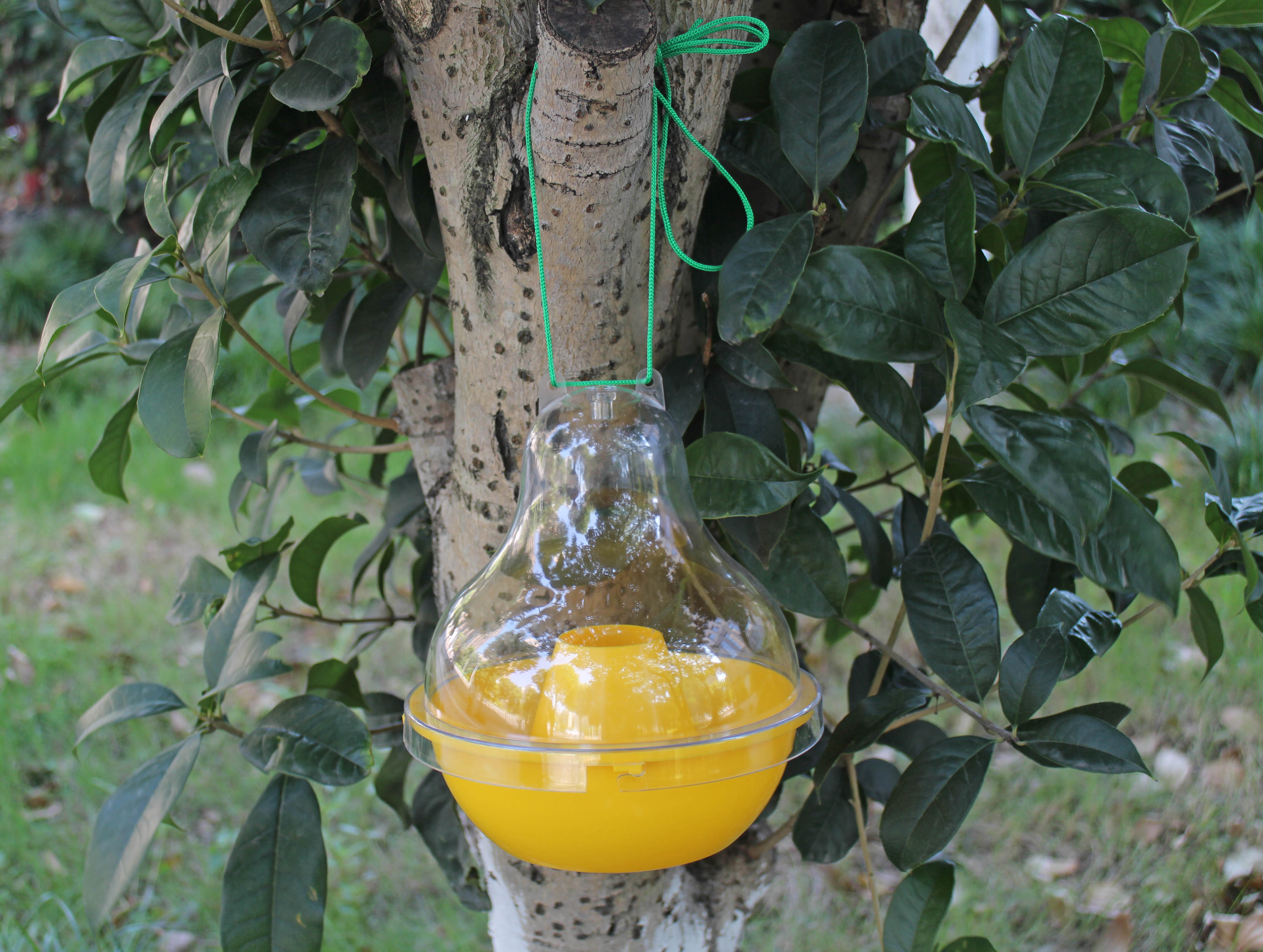 No Poison Chemical Free Hanging Dome Shaped Bug Insect Bee Fly Wasp Trap Catcher