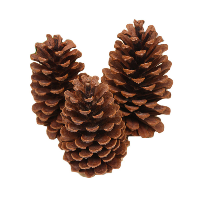 2023 most popular dry flowers natural real dried pine cone for home Christmas  Decoration