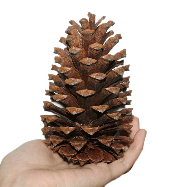 2023 most popular dry flowers natural real dried pine cone for home Christmas  Decoration