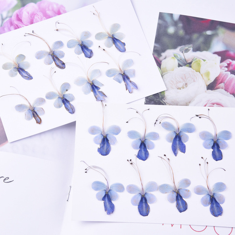 Blue Butterfly Real Dried Pressed Flower