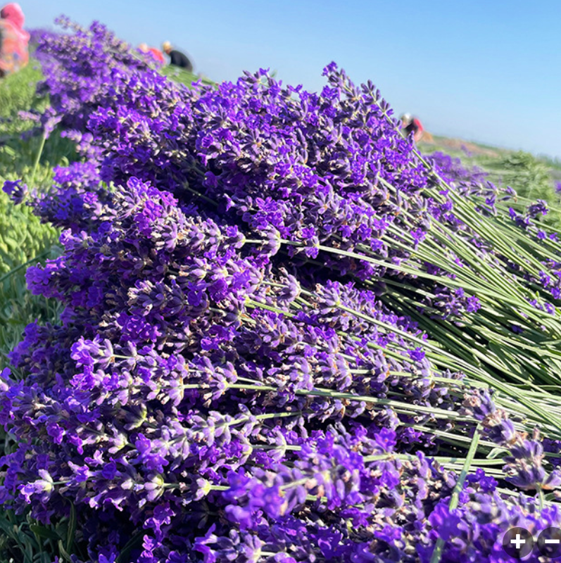 Natural Lavender Sachet Dried Lavender Flowers Fragrance Bags Wardrobe Scented Sachet Bags