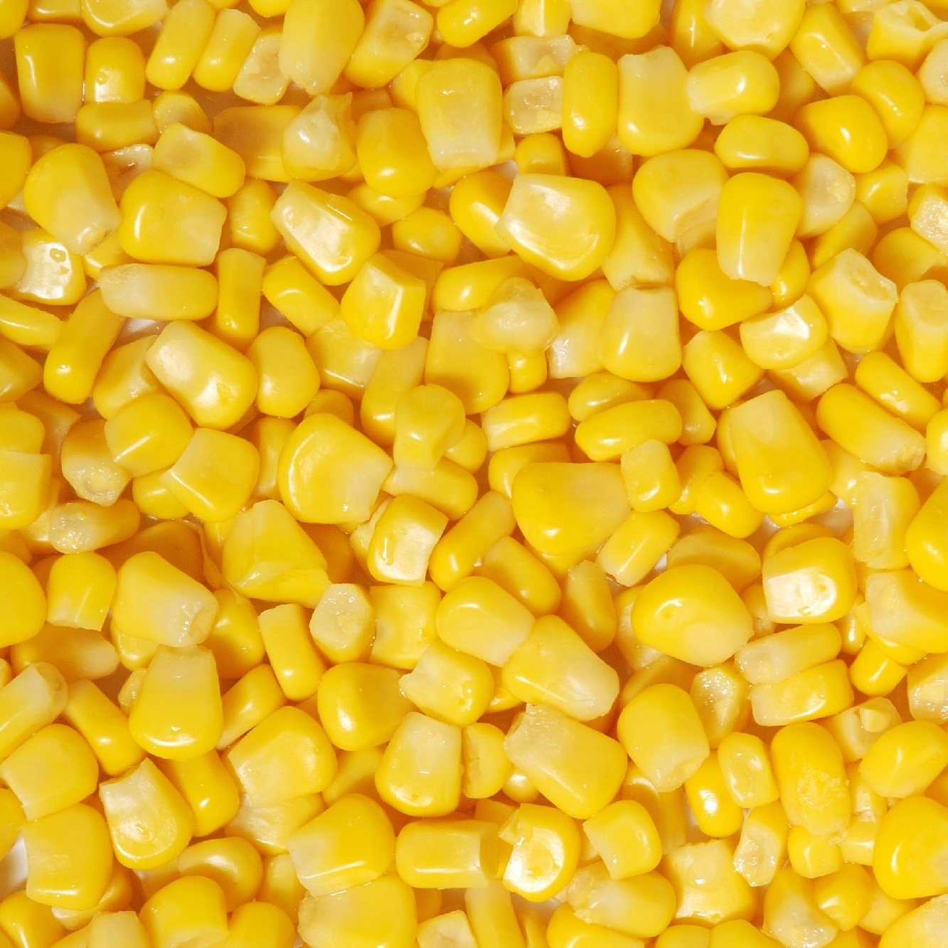 Top Quality Canned Sweet corn Kernel Corn Thai Quality  In Brines  Premium Quality Product of Thailand