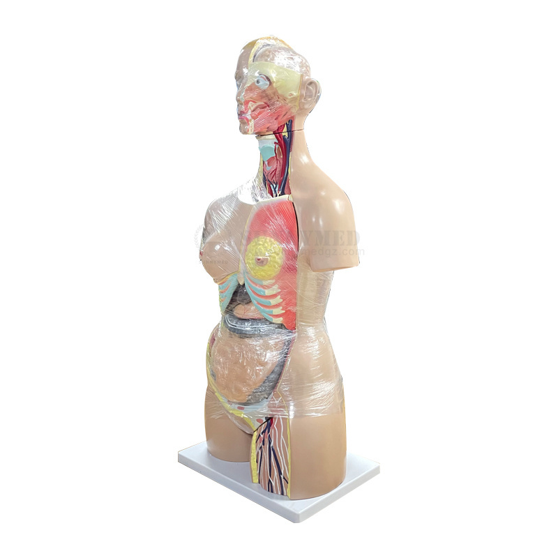 SY-N01801 Pvc Material Human Body Parts Torso Doll 27 parts dual sex Vivid Nursing Training Medical Science 85cm Anatomy