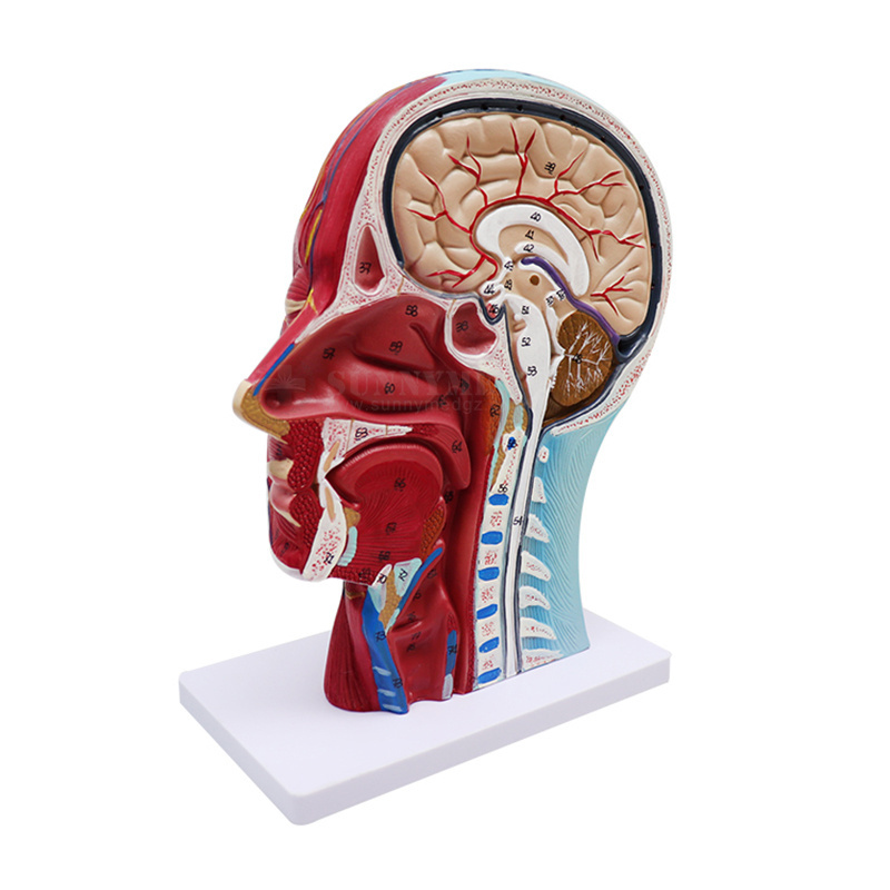 SY-N027 Human Facial Shallow Muscle Neurovascular Medical Anatomy Model