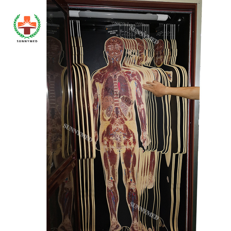 Medical Human Anatomy Virtual System Virtual Anatomy Dissection Table for School