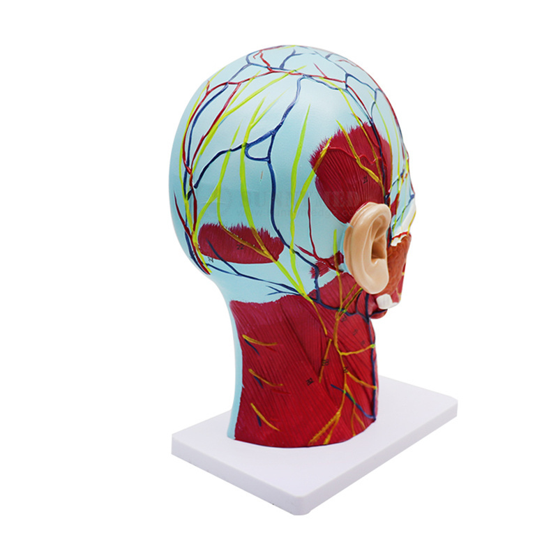 SY-N027 Human Facial Shallow Muscle Neurovascular Medical Anatomy Model