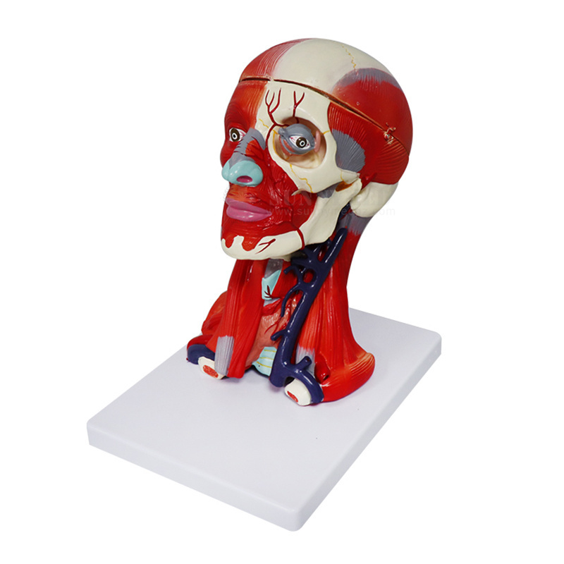 SY-N027 Human Facial Shallow Muscle Neurovascular Medical Anatomy Model