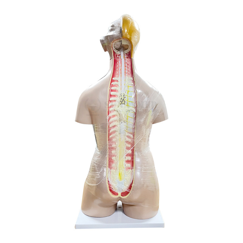 SY-N01801 Pvc Material Human Body Parts Torso Doll 27 parts dual sex Vivid Nursing Training Medical Science 85cm Anatomy