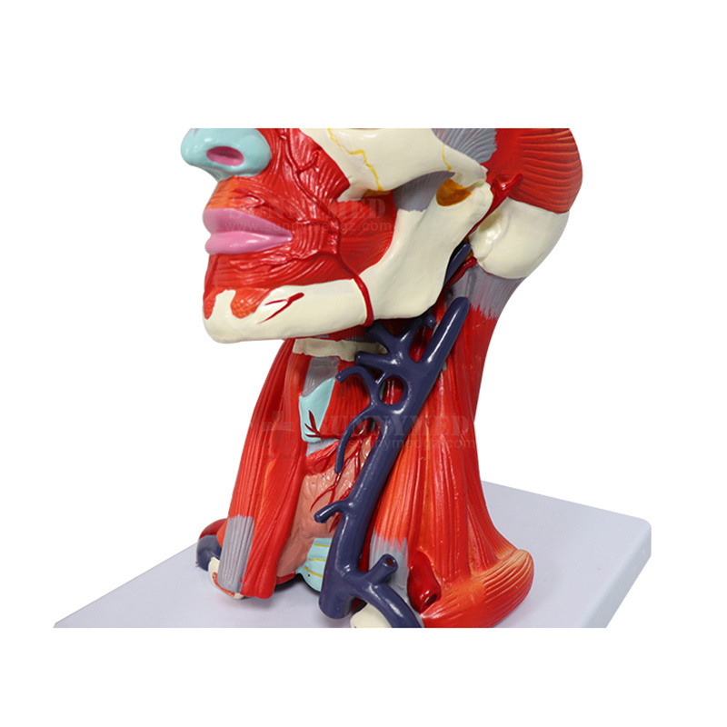 SY-N027 Human Facial Shallow Muscle Neurovascular Medical Anatomy Model