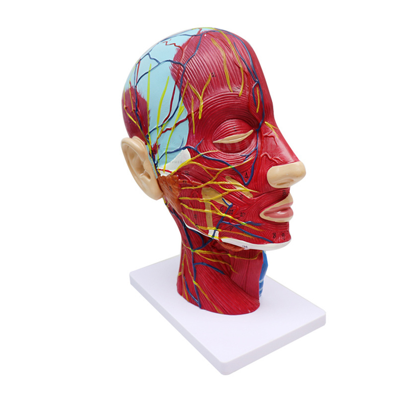 Anatomical Head Model for Medical Biology Anatomy Education Human Half Head Superficial Neurovascular Model with Musculature