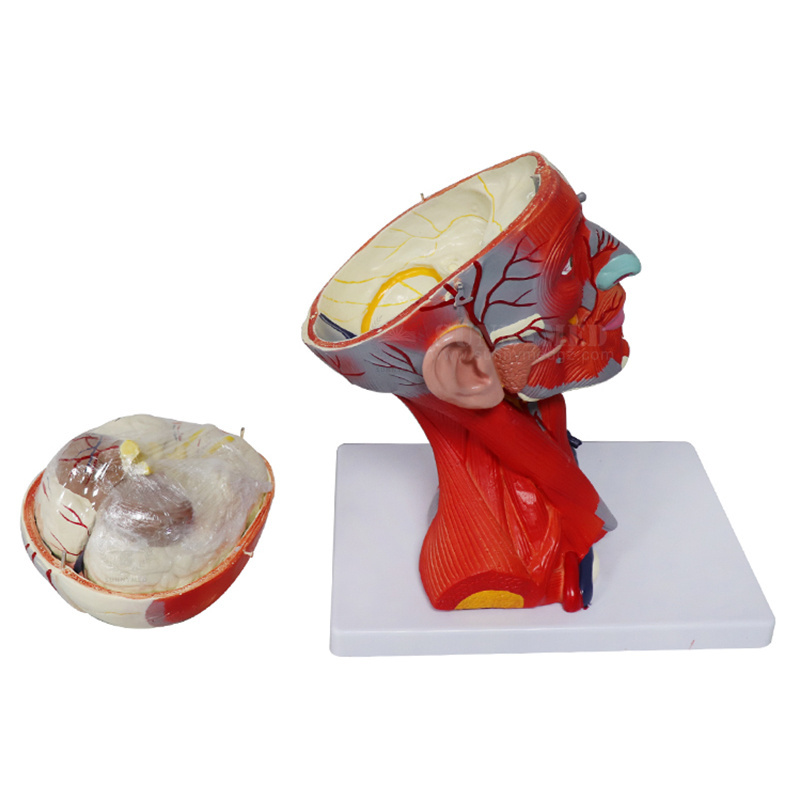 Anatomical Head Model for Medical Biology Anatomy Education Human Half Head Superficial Neurovascular Model with Musculature