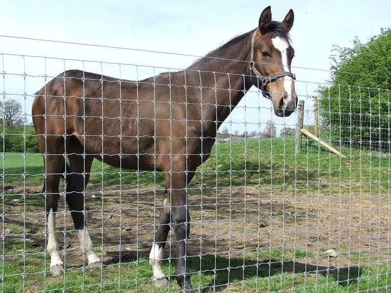 Goat Horse Cattle Farming Grassland Cheap Hinge Knot Field Fence