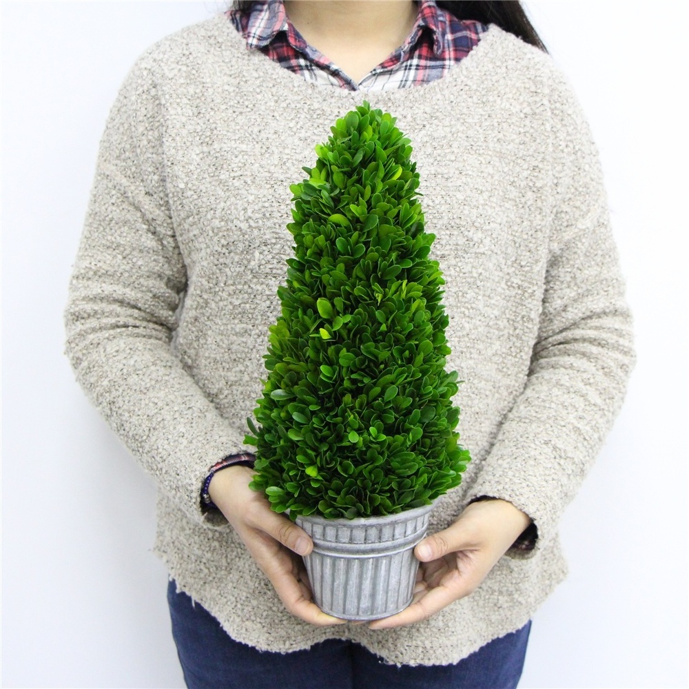 Preserved plants wall art plastic cypress bonsai dry freeze dried tree on sale