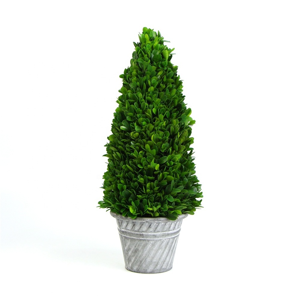 Preserved plants wall art plastic cypress bonsai dry freeze dried tree on sale