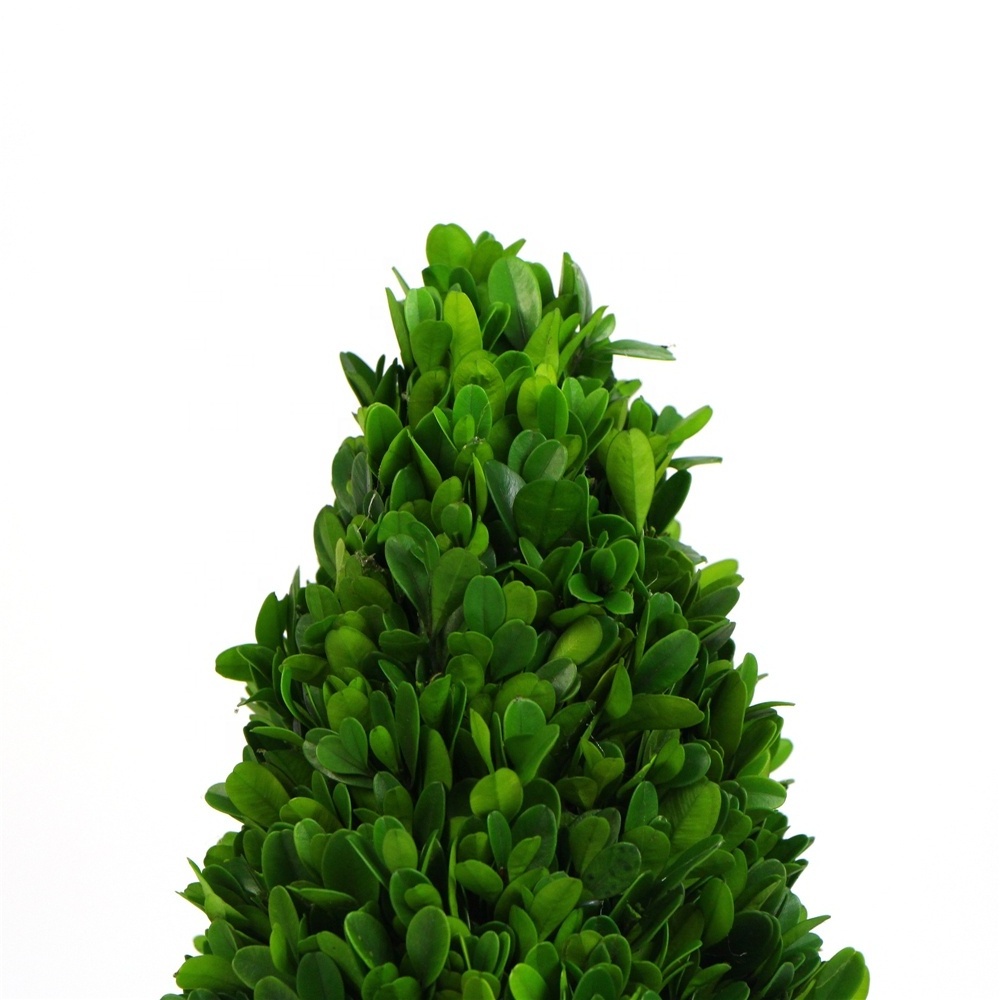 Preserved plants wall art plastic cypress bonsai dry freeze dried tree on sale