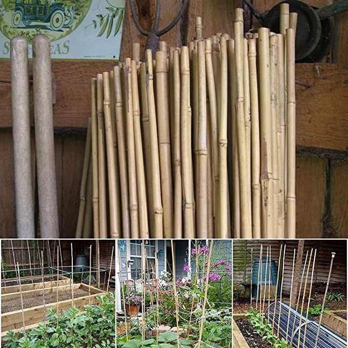 Smooth Bambou   Bamboo Canes Bamboo Poles for Nursery Garden Horticulture Plantation