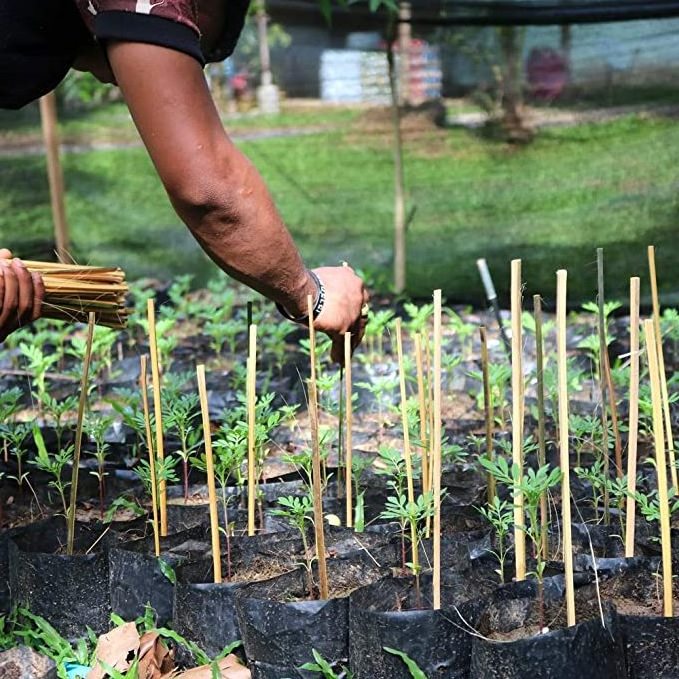 Smooth Bambou   Bamboo Canes Bamboo Poles for Nursery Garden Horticulture Plantation