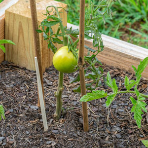 Bamboo Canes Bamboo Poles for Nursery Garden Horticulture Plantation