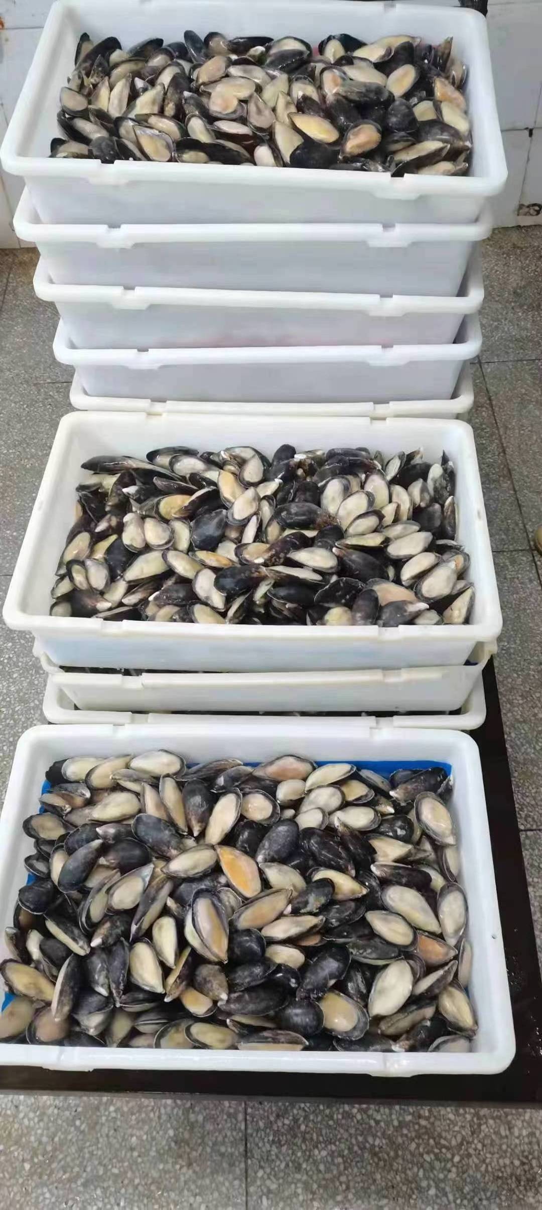 Good Quality Size 8-10CM Frozen Half Shell Mussel