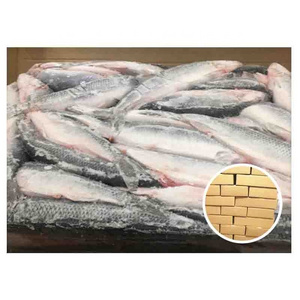 High Nutritious Fat Fish 200-400g 300-500g Frozen Herring Fish For West Africa