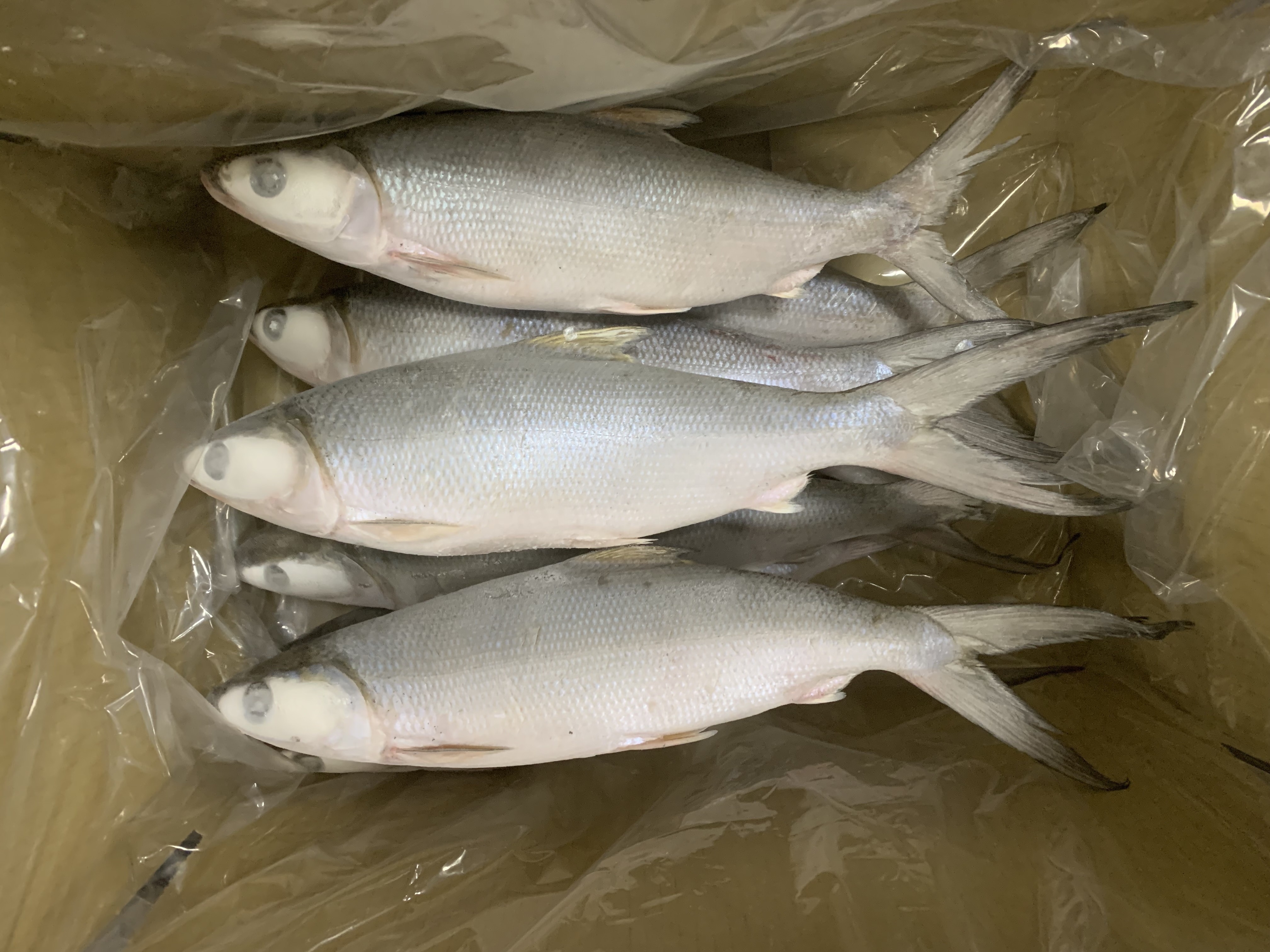 Taiwan Origin IQF WR 300-500g 500-800g Frozen Milk Fish