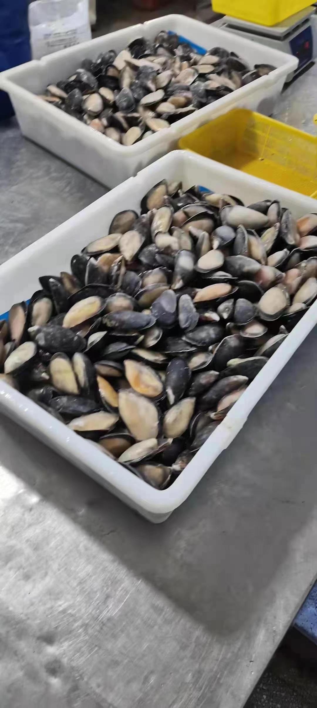 Good Quality Size 8-10CM Frozen Half Shell Mussel