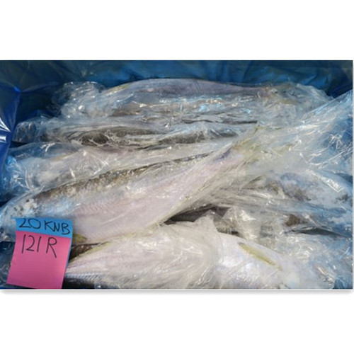 frozen Chinese bulk herring fish slender shad from Japan