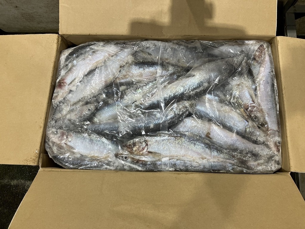 Premium Quality Whole Round Japan Origin 200-400g Frozen Herring Fish