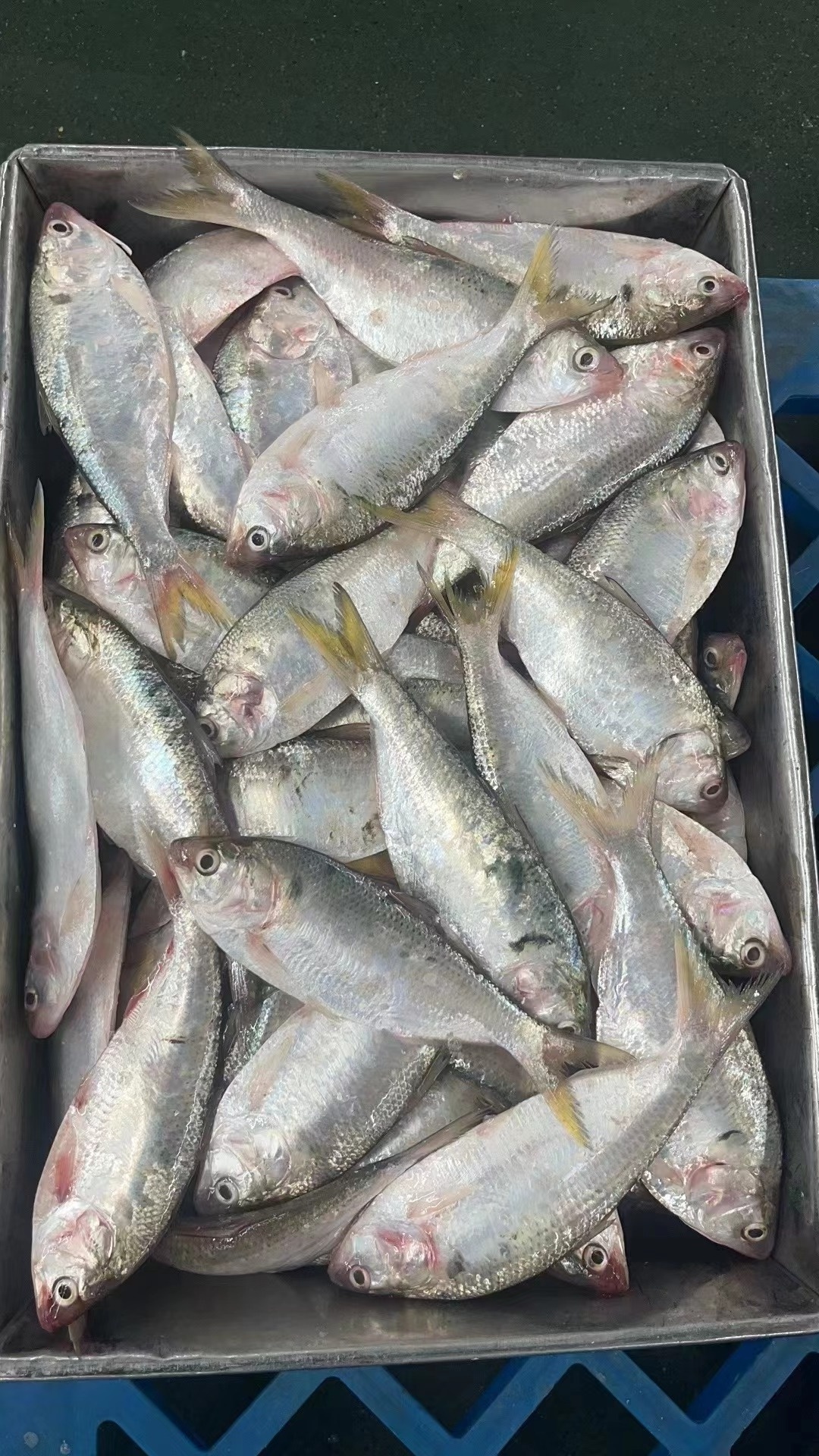 China Origin Fresh Quality 100-200g Frozen Hilsa Fish