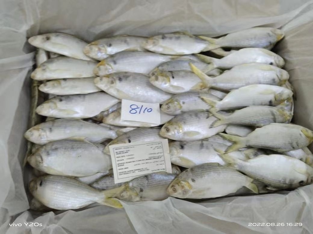 Wholesale Fresh Seafood Frozen 8-10 Hilsa Fish From Oman