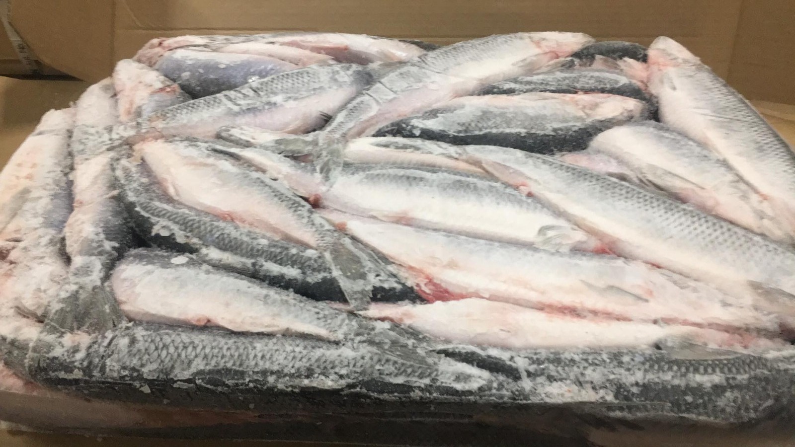 High Nutritious Fat Fish 200-400g 300-500g Frozen Herring Fish For West Africa