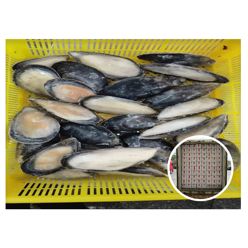 Good Quality Size 8-10CM Frozen Half Shell Mussel