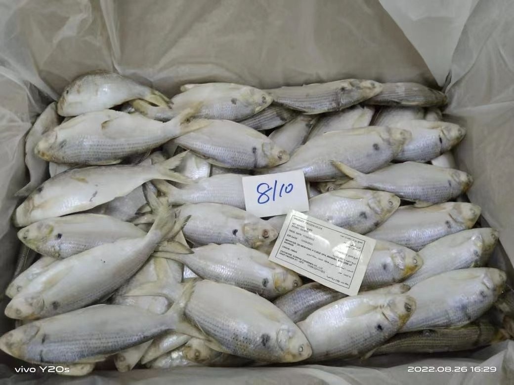 Wholesale Fresh Seafood Frozen 8-10 Hilsa Fish From Oman