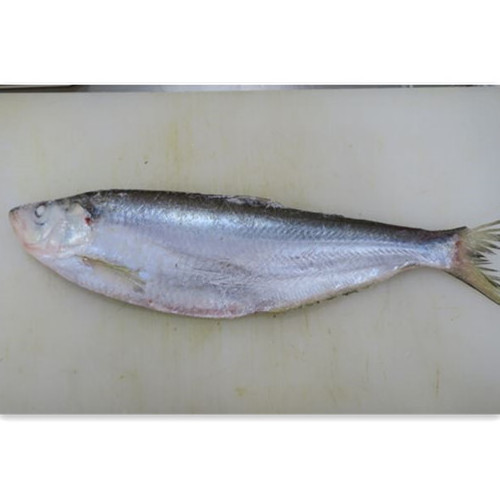 frozen Chinese bulk herring fish slender shad from Japan