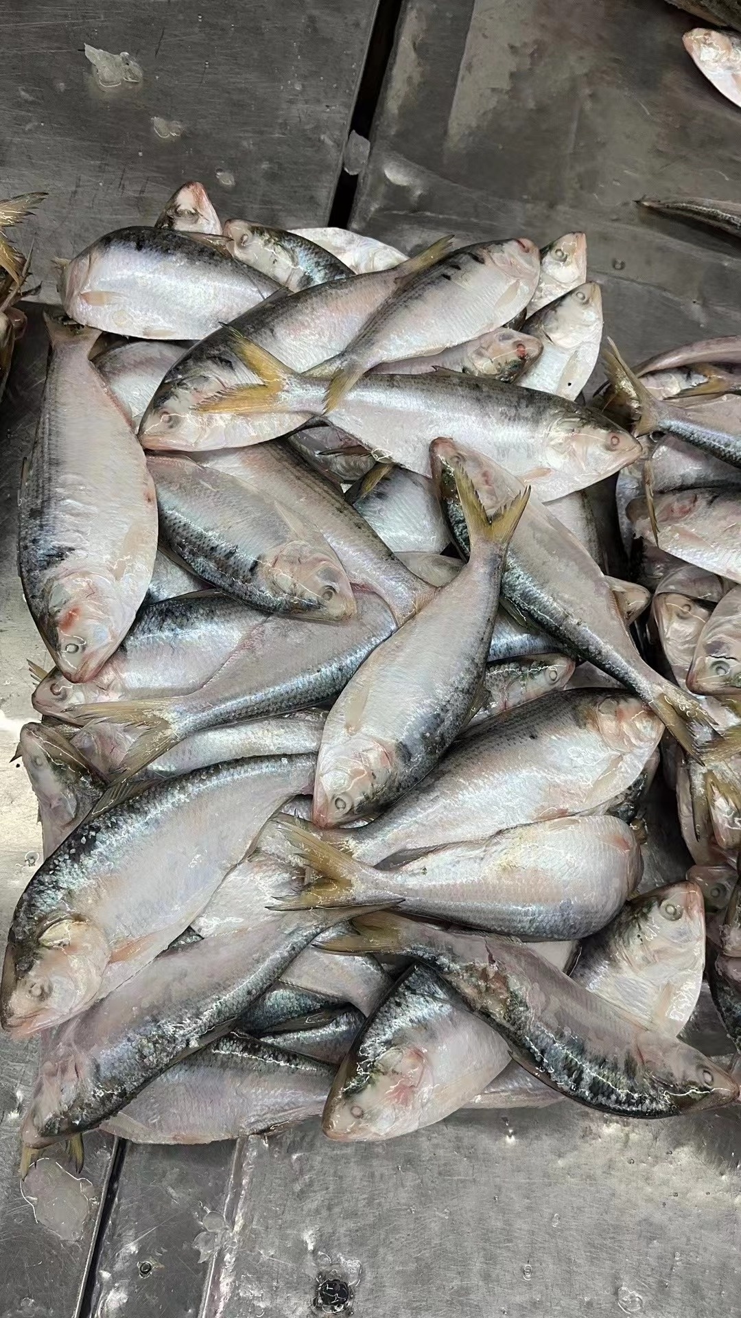 Factory Quality 100% N.W Fresh 6-8Pcs Frozen Hilsa Fish