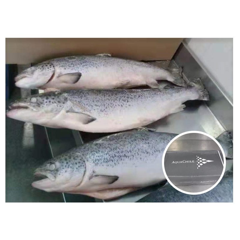 Norwegian Atlantic Wholesale Fillet Whole Round Fresh Frozen Fish Pink Salmon From Chile