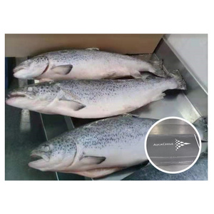 Norwegian Atlantic Wholesale Fillet Whole Round Fresh Frozen Fish Pink Salmon From Chile