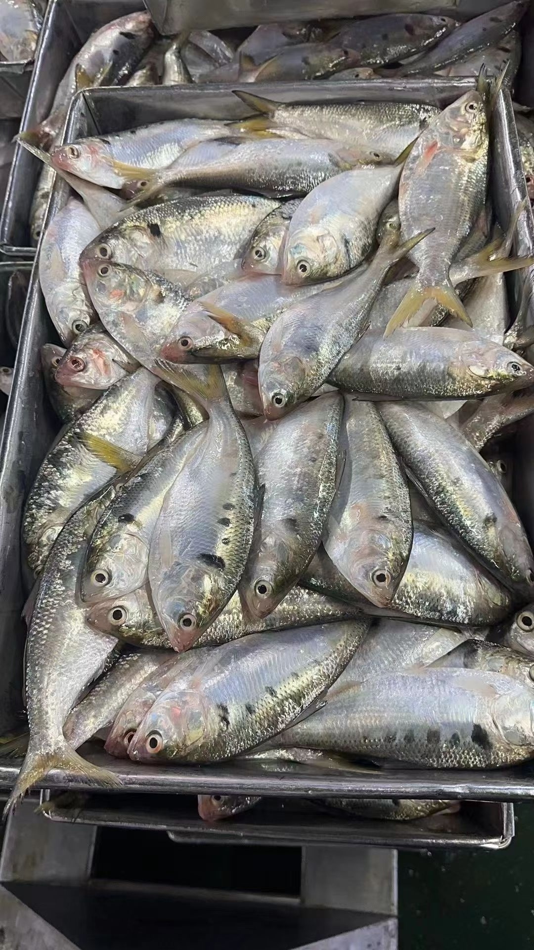 Factory Quality 100% N.W Fresh 6-8Pcs Frozen Hilsa Fish