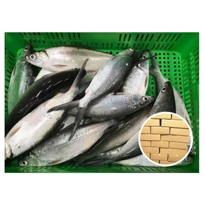 TaiWan Origin Whole Round Big Size 500-800g Frozen Milk Fish