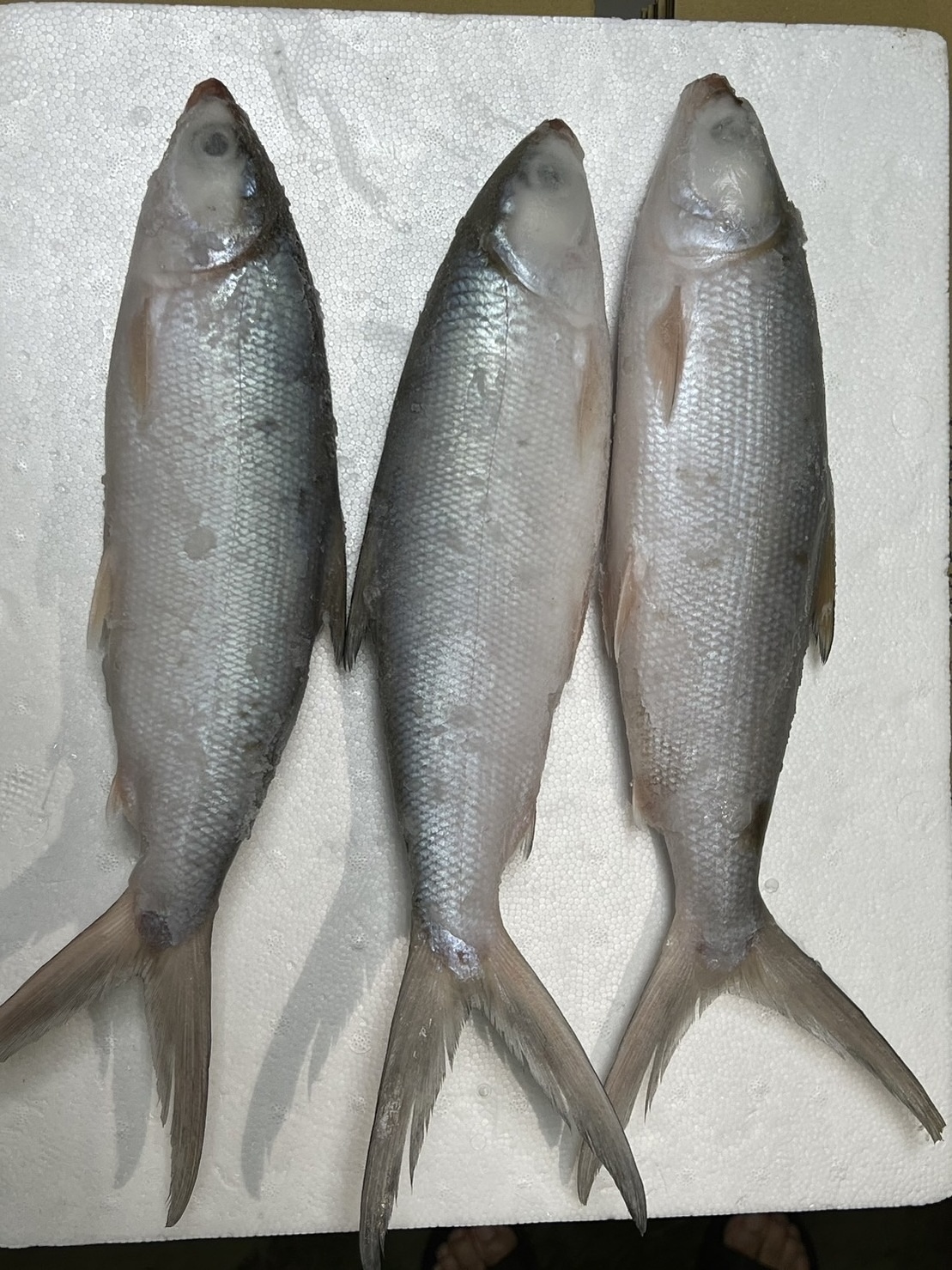 Taiwan Origin IQF WR 300-500g 500-800g Frozen Milk Fish